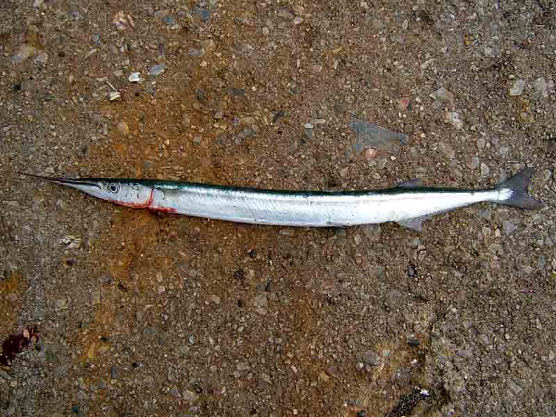 Image: A garfish removed from water near Plymouth, Devon
