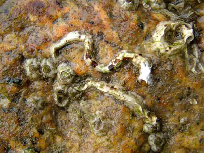 Image: Calcareous tubes of two keel worms among several barnacles.