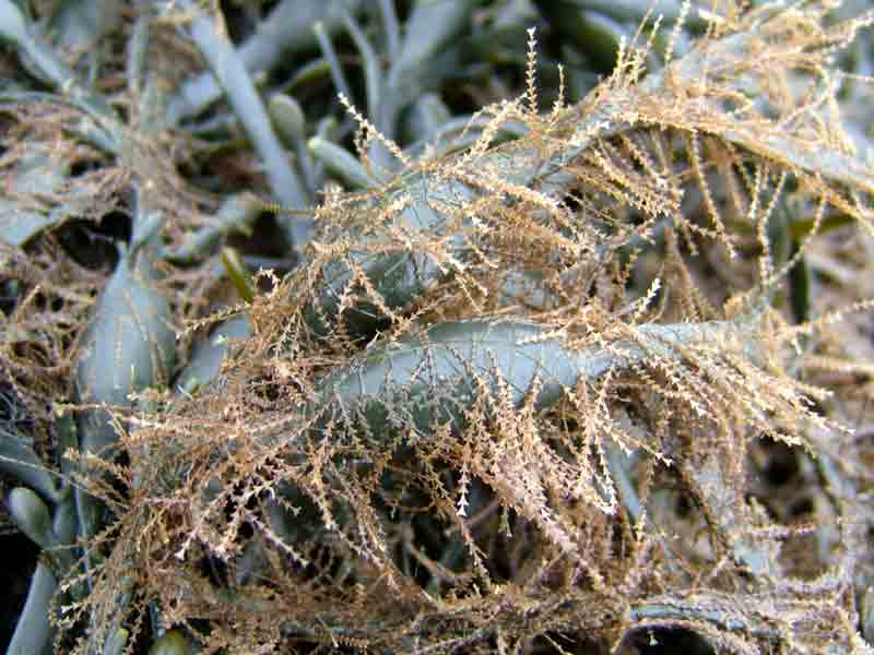 Image: The sea-fir Dynamena pumila attached to an intertidal fucoid.