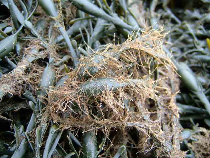 The sea-fir Dynamena pumila attached to an intertidal fucoid.
