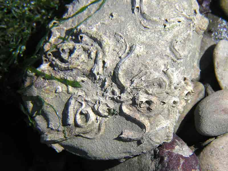 Calcareous tubes of keel worm found near low water mark.