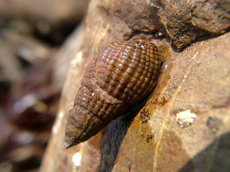 Netted dog whelk on intertidal rock