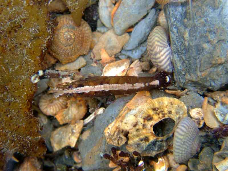 Hooded shrimp in a tide pool.