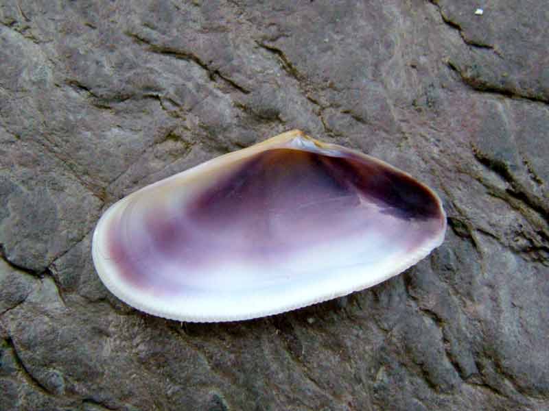 Inside of shell half of the banded wedge shell