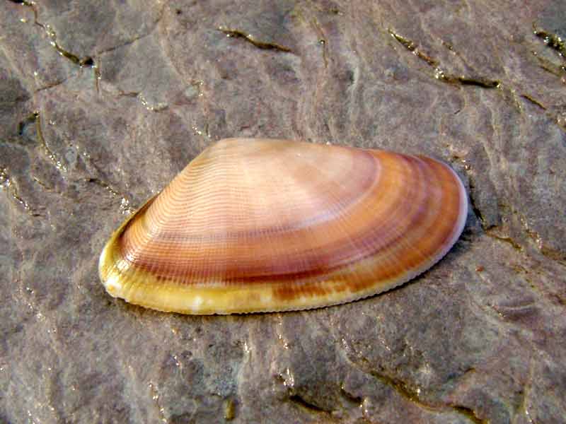 Image: Shell half of the banded wedge shell