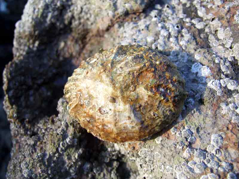 Image: Shell of the china limpet on rocky shore