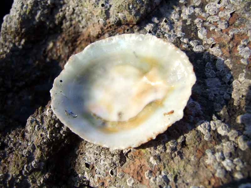 Inside of china limpet shell with animal removed