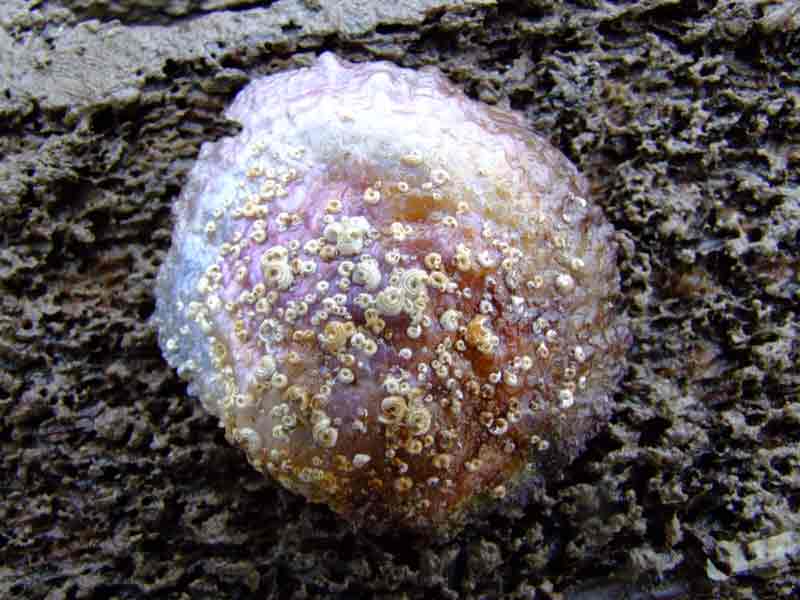 Upper shell of saddle oyster found at low tide.