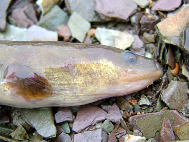 Right side of head of common eel