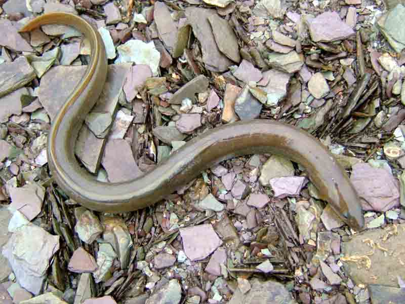 Common eel found upriver in Tamar, Cornwall