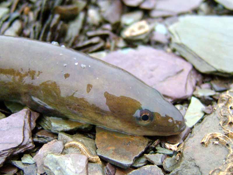 Head of a common eel