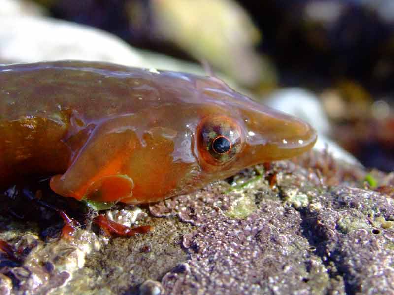 Head of a clingfish