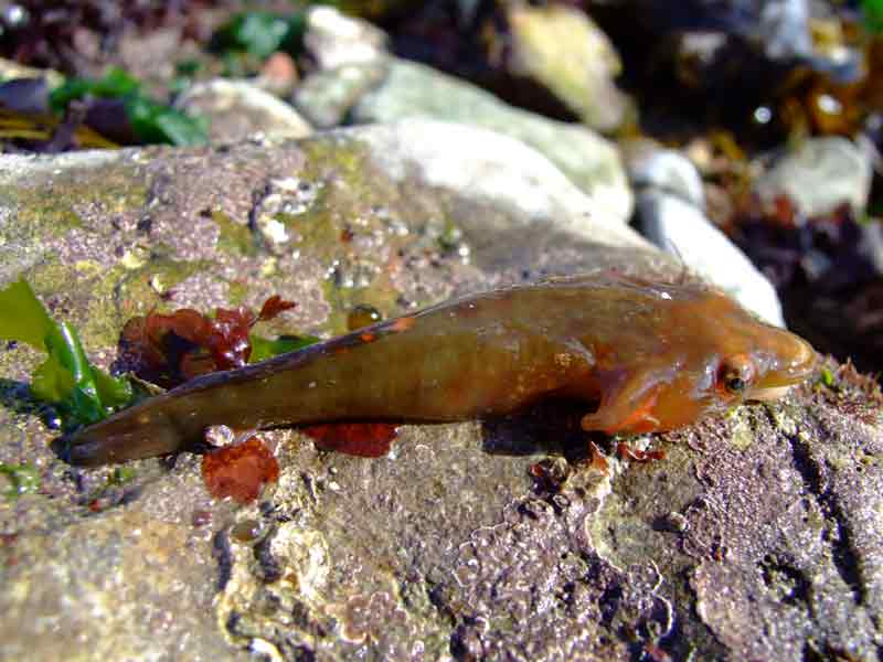 Image: A dead clingfish out of water
