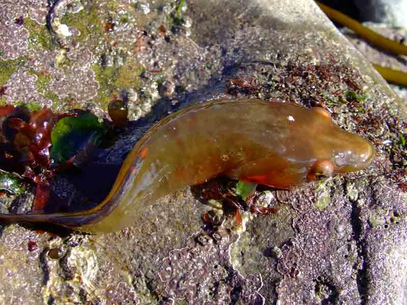 Image: Dorsal surface of dead clingfish