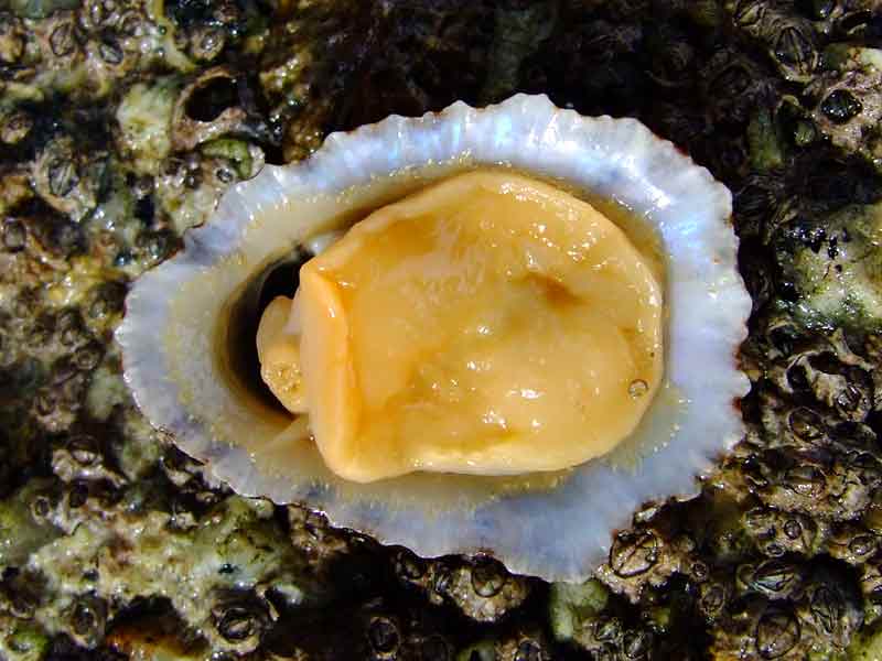 Inside of china limpet shell showing foot and mouth
