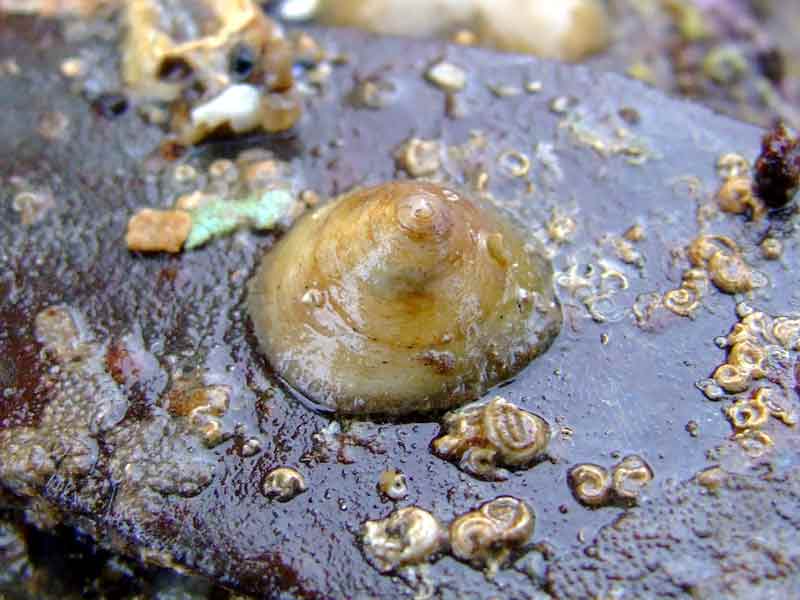 Image: Chinamans hat snail attached to intertidal vegetation