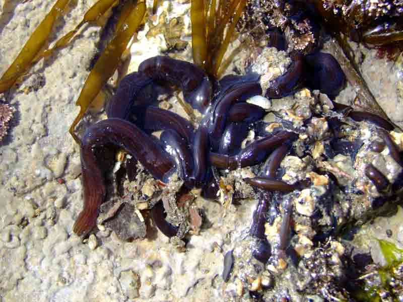 Image: The ribbonworm Lineus longissimus partially exposed in a tide pool.