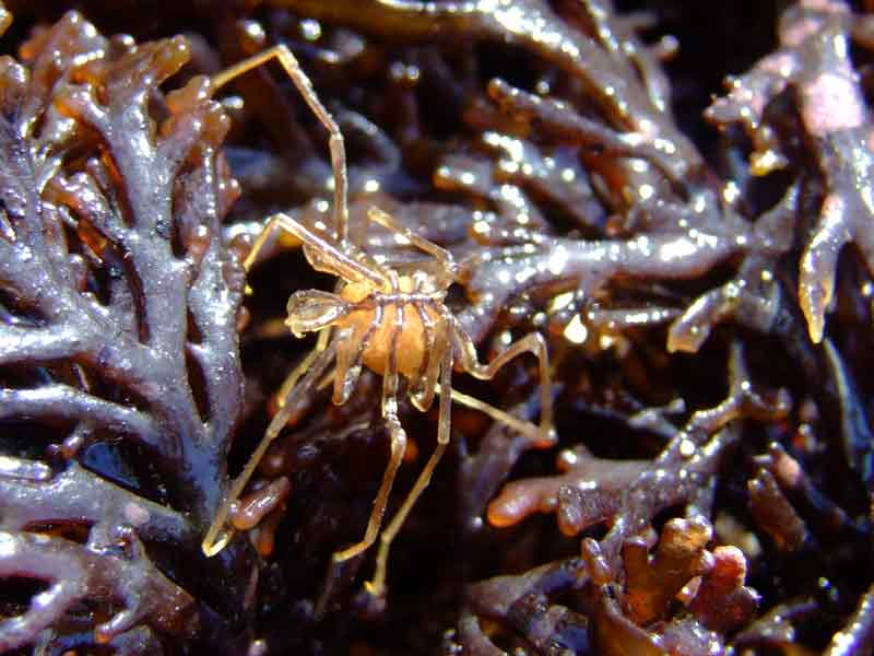 Image: Sea spider with egg sac found under rock in tide pool.