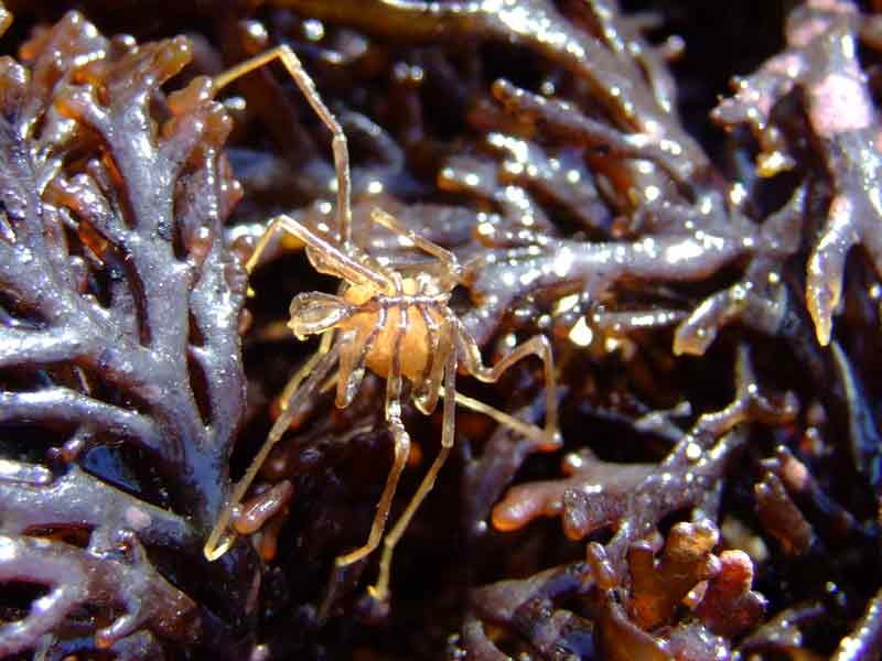 Sea spider with egg sac found under rock in tide pool.