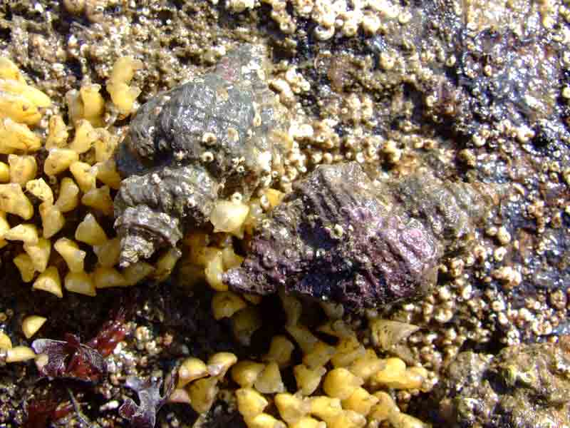 Two oyster drills with cluster of egg sacs