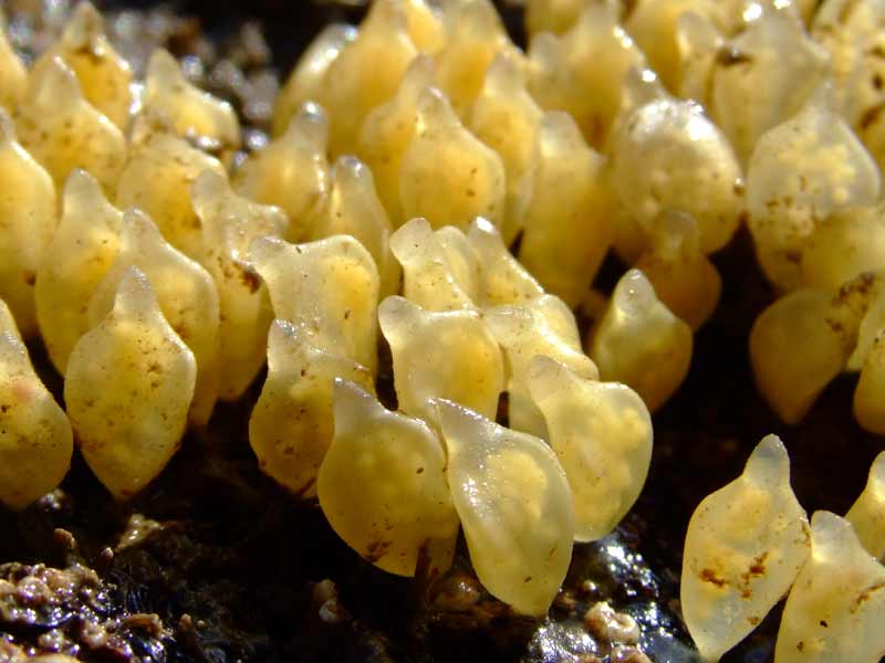 Egg sacs containing eggs of oyster drills