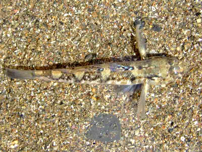 Dorsal surface of painted goby