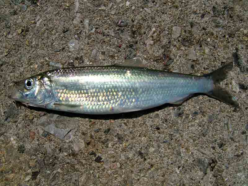 A dead herring