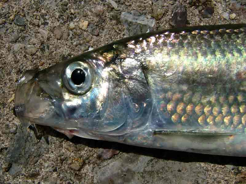 The head of a herring