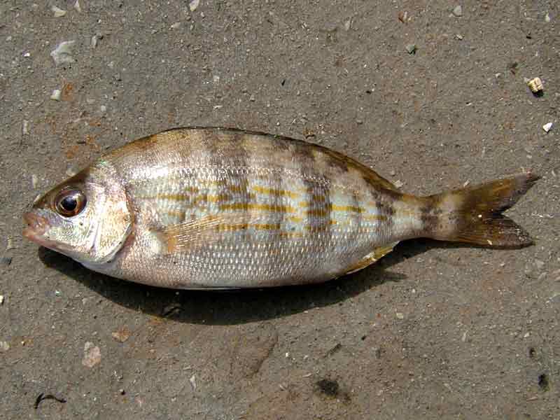 A juvenile black sea-bream