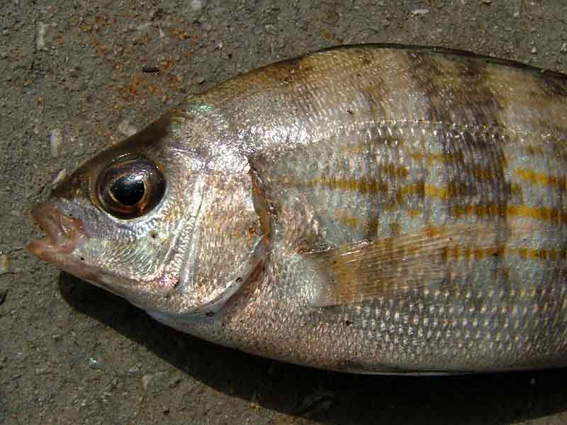 The head of a juvenile black sea-bream