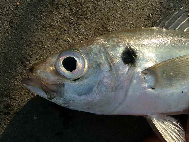 The head of a juvenile scad
