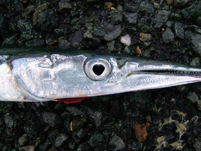 Closeup of garfish head showing lateral line pores on lower jaw