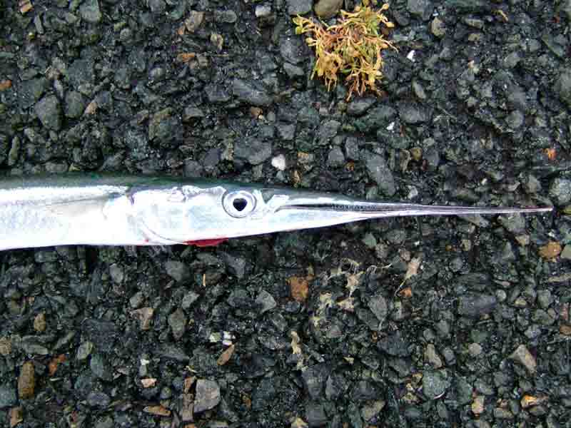 Head of a garfish