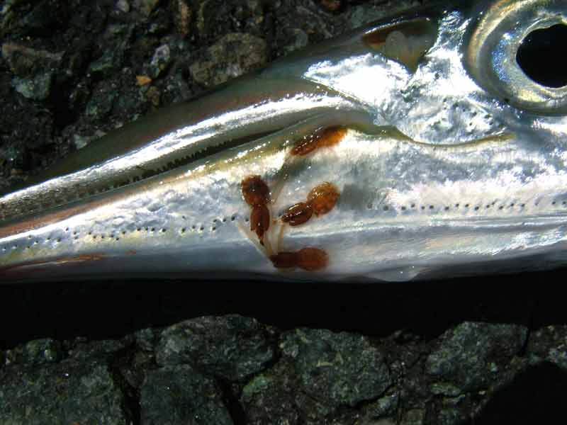 Image: Head of a garfish infested with the parasitic copepod Lepeophtheirus salmonis