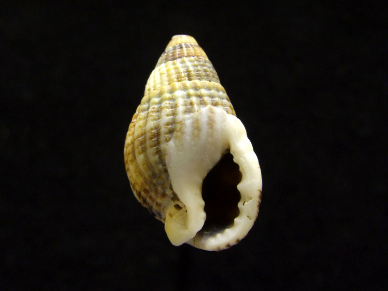 Aperture of the netted dog whelk
