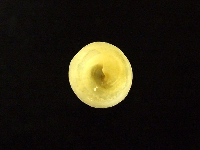 Aperture of Chinamans hat shell, found on beach