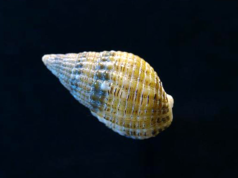 Shell of the netted dog whelk