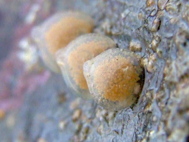 Image: Egg cases of netted dog whelk on intertidal rock