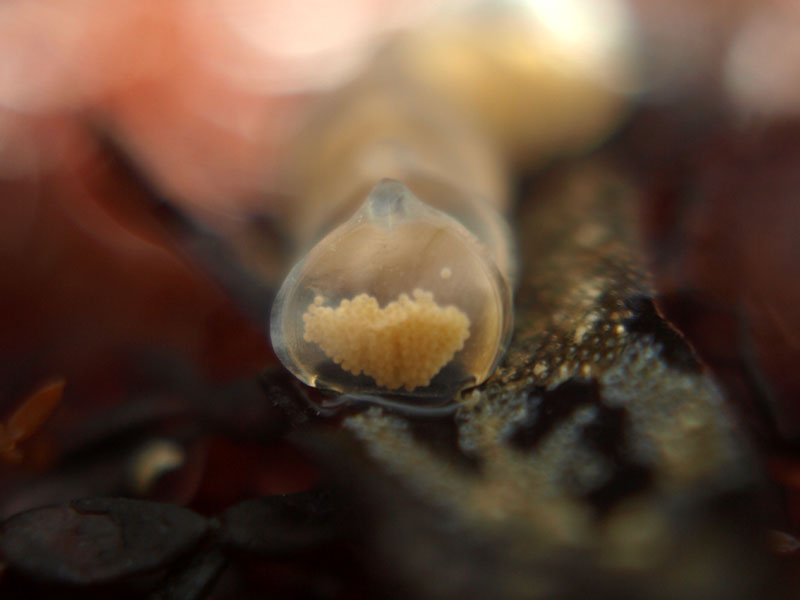 Image: Egg case of netted dog whelk showing individual eggs inside