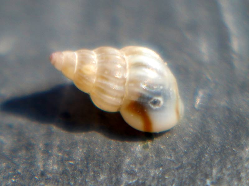 Right side of common spire shell