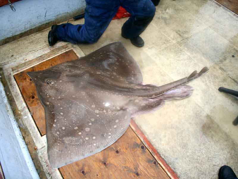 Dorsal surface of common skate.