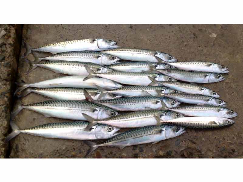 A range of sizes of Atlantic mackerel.