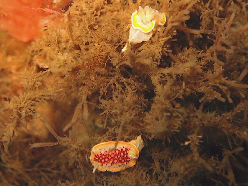 Diaphorodoris luteocincta at 36 metres on the wreck of the King Cadwallan, Hard Lewis Rocks, Isles of Scilly.