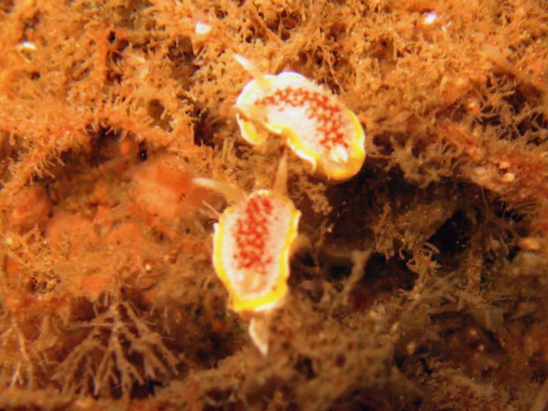 Image: Pair of Diaphorodoris luteocincta.