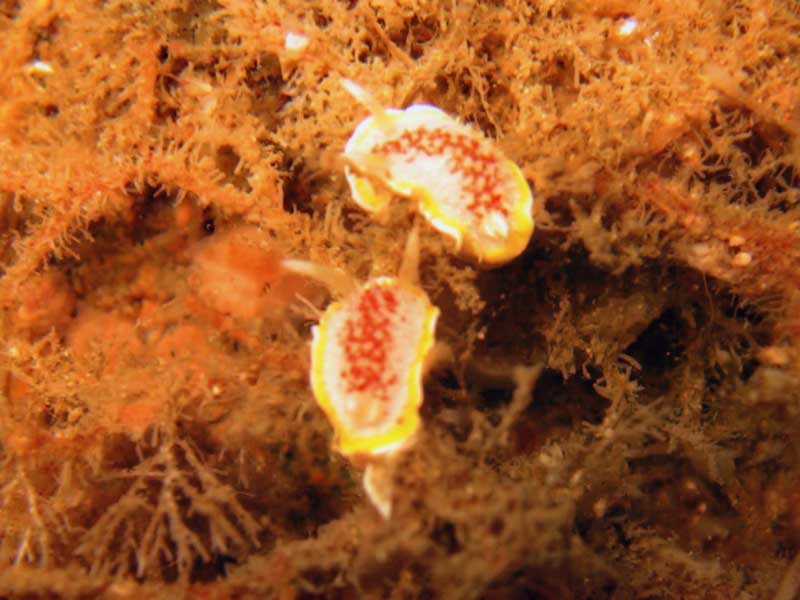 Pair of Diaphorodoris luteocincta.