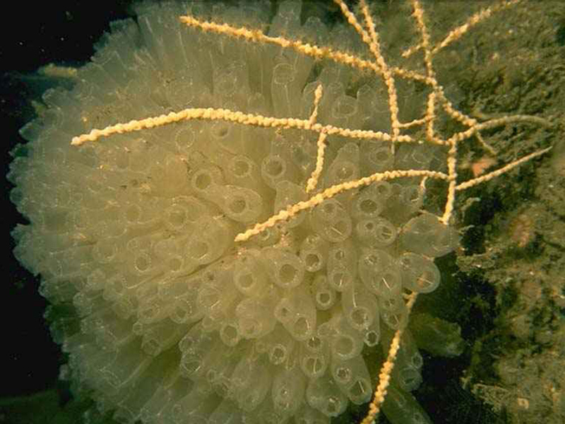 Image: Diazona violacea, football sea squirt with sea fan Swiftia pallida.