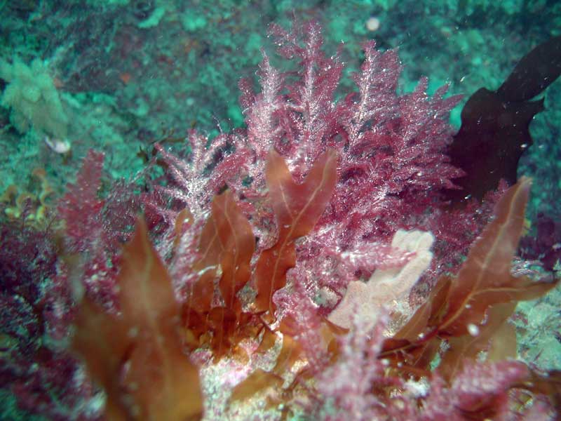 Dictyopteris polypodioides off the Island of Sark.