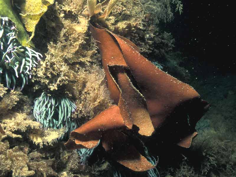 Dilsea carnosa with snakelocks anemones in background.