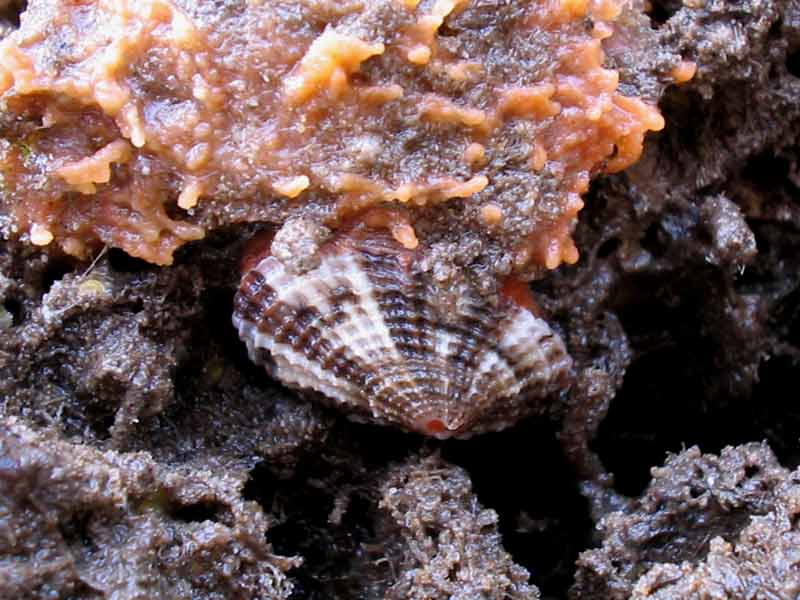 Diodora graeca feeding on a sponge on the side of a rock.