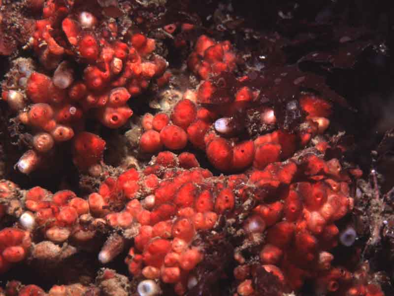 Distomus variolosus on rocks